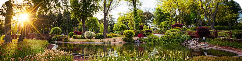 Incredible scene of a small pond surrounded by lush colorful greenery, tall trees, and the sun breaking through the trees at sunset.
